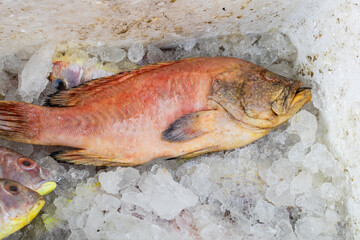 fresh fish kept at snow box at retail shop for sale at day from different angle