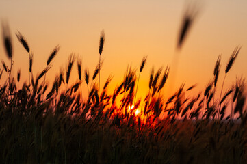 Sun behind the ears of corn in the red sky