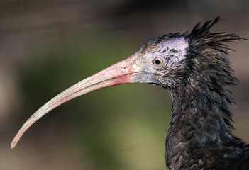 Majestic Geronticus eremita, a symbol of conservation, graces ancient landscapes. This rare bird, with distinctive bald head, inspires awe in flight.