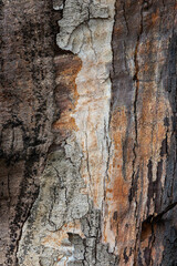 bark of a tree close up