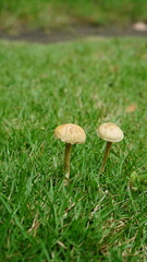 Agrocybe pediades among the grass