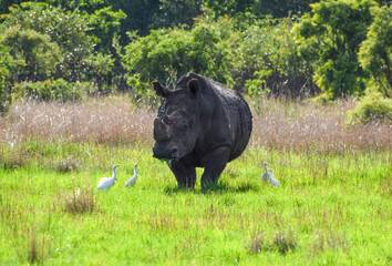 White rhino in a nature reserve in Zimbabwe. 