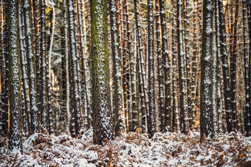 Fototapeta premium Zima