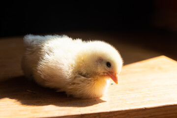 A small newborn yellow broiler chicken on a black background. Agricultural industry