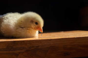 baby chicken on a farm