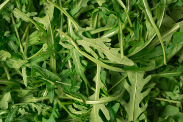 Fresh leaves of arugula as a background.