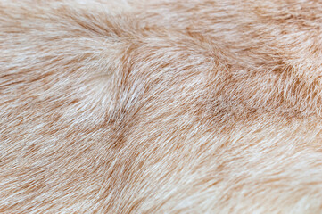 Texture of goat fur. Close up. - 735258848