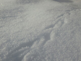 Zbliżenie na ślady myszy na świeżym śniegu