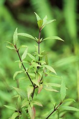 Ageratina riparia (mistflower, creeping croftonweed, mistflower, river-eupatorium, spreading snakeroot, roro ireng). It has most commonly been used as an ornamental plant