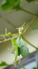 grasshopper on a leaf