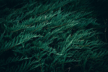 A close up of dark green Juniper bush branches