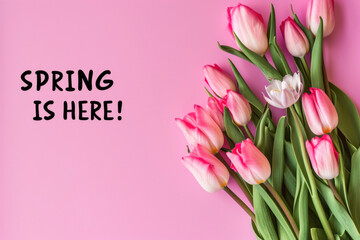 Vibrant Pink Tulips on Pastel Background Announcing Spring Season.