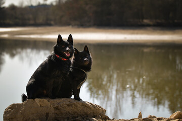 Two dogs of schipperke are sitting on stone. Summer day in nature with dogs. walk with dog	