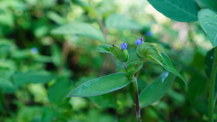 Commelina diffusa in the field