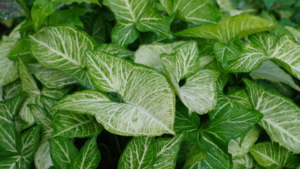 Syngonium podophyllum in the garden