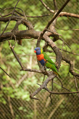 A lori parrot sits on a branch in its enclosure at the zoo. A summer day at the Czech zoo	
