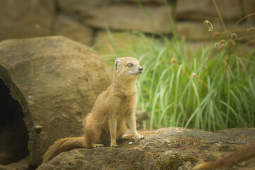 Naklejka na ściany i meble A mongoose is sitting in its enclosure at the zoo. Summer sunny day at the zoo. Happy animal in captivity