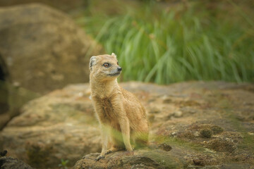 A mongoose is sitting in its enclosure at the zoo. Summer sunny day at the zoo. Happy animal in captivity