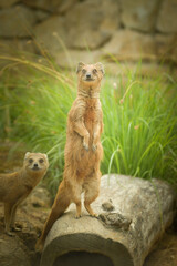 A mongoose is begging in its enclosure at the zoo. Summer sunny day at the zoo. Happy animal in captivity	
