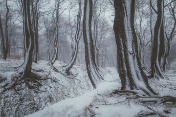 winter in forest