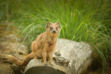 A mongoose is sitting in its enclosure at the zoo. Summer sunny day at the zoo. Happy animal in captivity