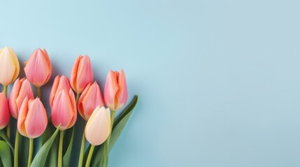 old and colorful tulip buds against a bright