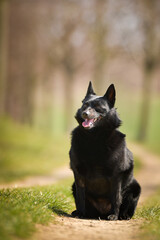 Young female of schipperke is sitting in grass. She has so nice face. She is so patient model