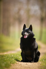 Young female of schipperke is sitting in grass. She has so nice face. She is so patient model