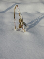Zbliżenie na osamotnioną kukurydzę stojącą pośród śniegu
