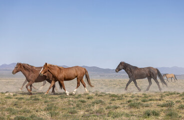 Wild Horses in Springtime in the Utah Desert