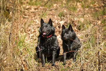 Two dogs of schipperke are sitting in grass. Summer day in nature with dogs. walk with dog.	
