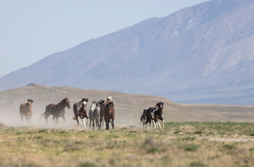 Wild Horses in Springtime in the Utah Desert