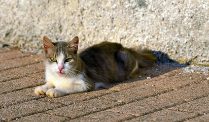 young cat in the village of Santa Maria di Leuca Italy