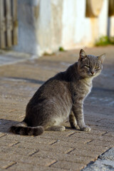 Naklejka na ściany i meble young cat in the village of Santa Maria di Leuca Italy