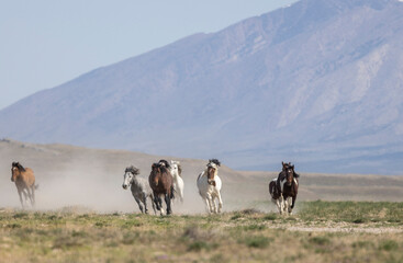 Wild Horses in Springtime in the Utah Desert
