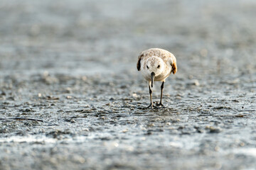 Sanderling little white shore bird with reflection in the water