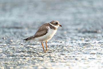 Semipalmated plover bird in the water with a beautiful reflection