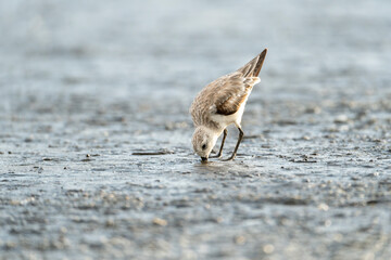 Sanderling little white shore bird with reflection in the water