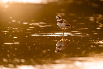 Semipalmated plover bird in the water with a beautiful reflection sunset orange