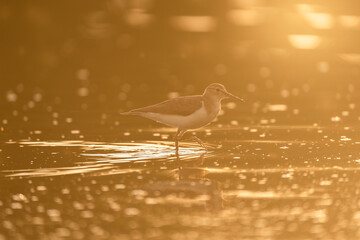 bird on the beach