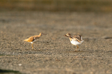 two little wading water birds mating or fighting ritual