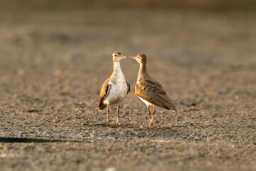 two little wading water birds mating or fighting ritual