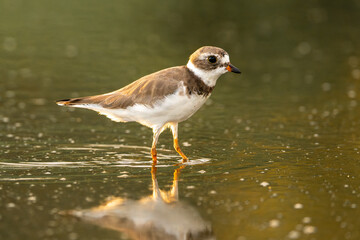 semipalmated plover bird in the water with a beautiful reflection