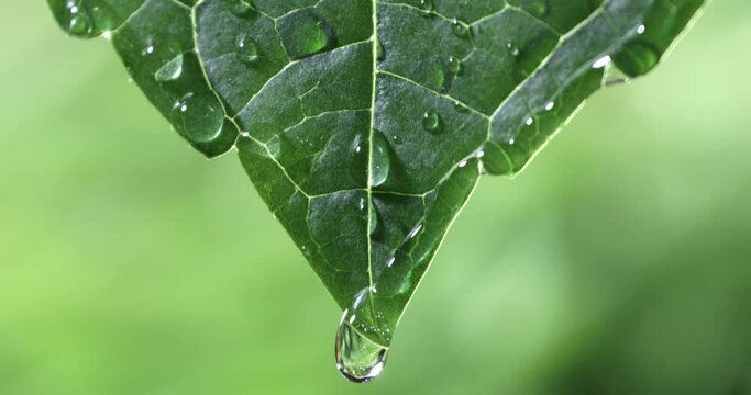 Super slow motion macro of herbal essence dropping from fresh green leaf for essential oil extract at 1000 fps. Spa, wellness center, skin care products.