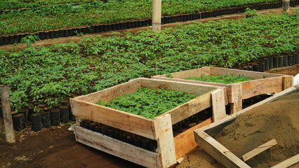 plant seeds in wooden crates