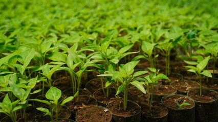 plant in soil