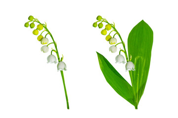 White flowers of lily of the valley. Convallaria majalis, isolated on white background.