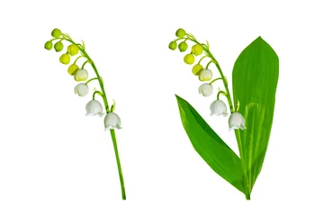 Zelfklevend Fotobehang White flowers of lily of the valley. Convallaria majalis, isolated on white background. © alenalihacheva