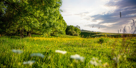 Obraz premium Paysage de campagne au milieu des champs verts et des arbres au printemps.