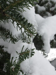 Zbliżenie na pokryta śniegiem gałązkę jedliny